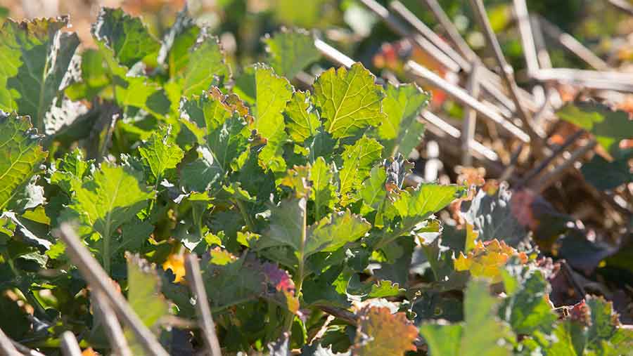 Growing OSR crop