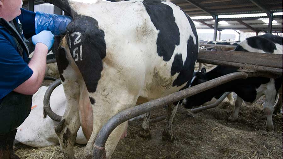 Farmer artificially inseminating cow