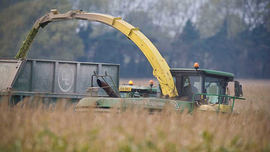 Contractor's forage harvesting maize on a Leicestershire dairy farm