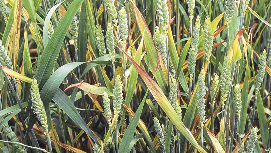 A wheat crop showing symptoms of barley yellow drawf virus
