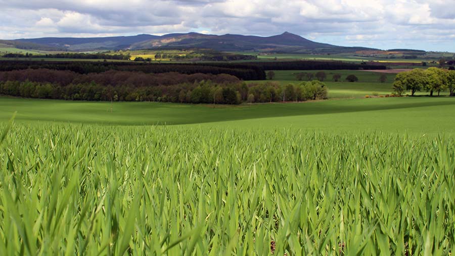 Golden Promise spring malting barley growing on the Monymusk Estate in Aberdeenshire © Oli Hill