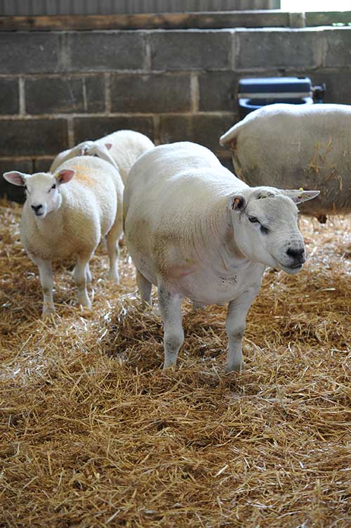 Texel ram and lamb