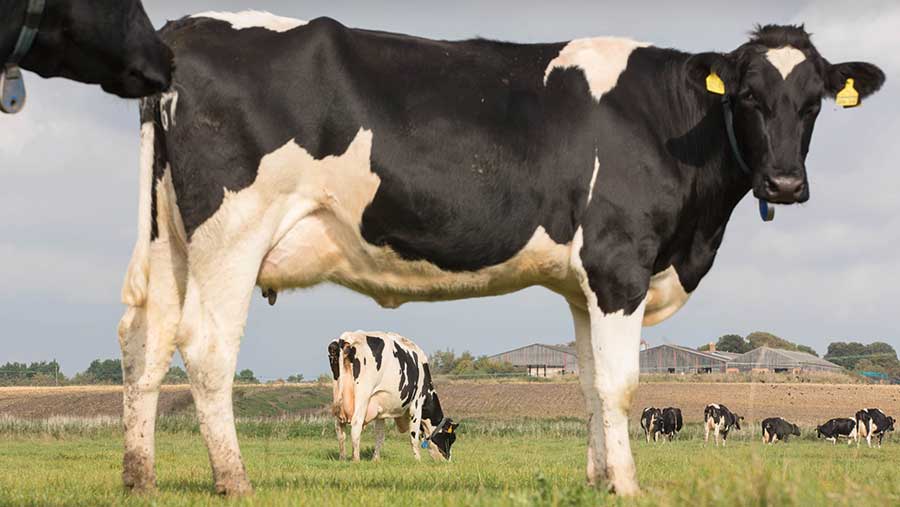 Dairy cows at grass