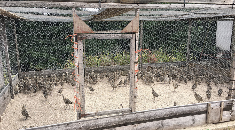 Pheasants in a pen