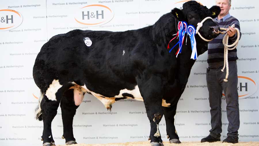 A stood picture of a pedigree Belgian blue bull from a sale in autumn 2016 at Bordeway