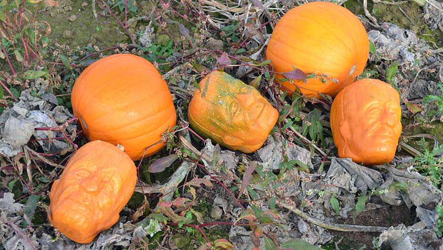 Pumpkins shaped like Frankenstien's head © Kate Chapman