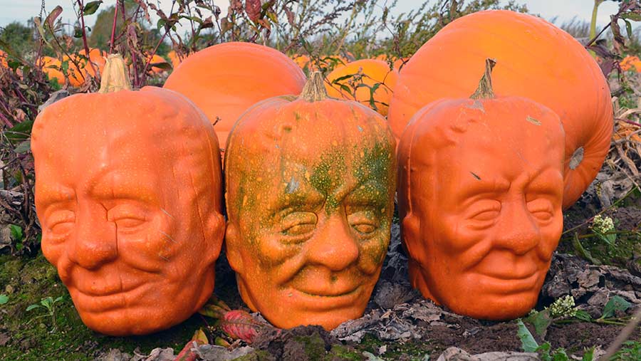 Pumpkins shaped like Frankenstien's head © Kate Chapman