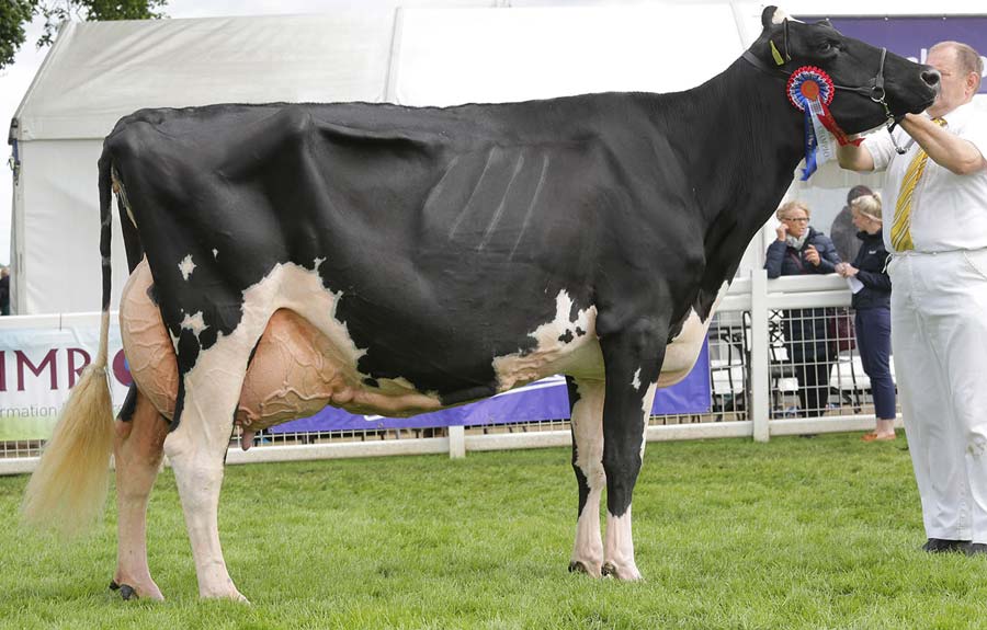 Holstein at the Royal Highland Show 2017