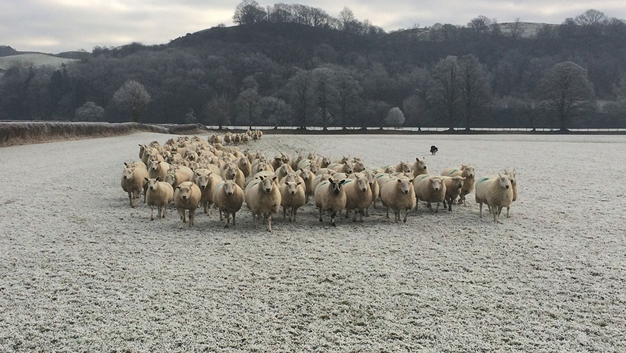 A flock of sheep