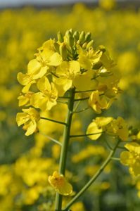 OSR plant is early flowering