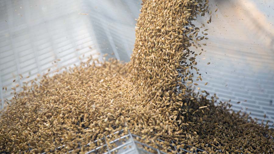Barley grain © Tim Scrivener