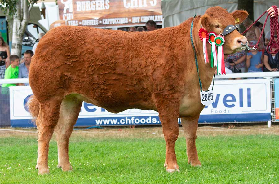 Limousin reserve interbreed champion Grahams Melody