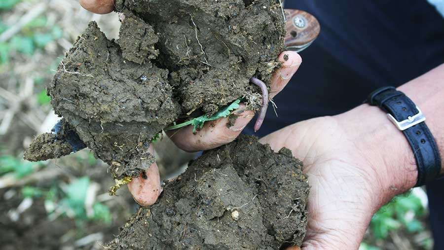 HEalthy soil structure © Oli Hill/RBI