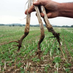 Oilseed rape stubble showing bad rooting © Oli Hill/RBI