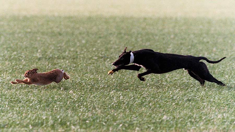 Hare-coursing