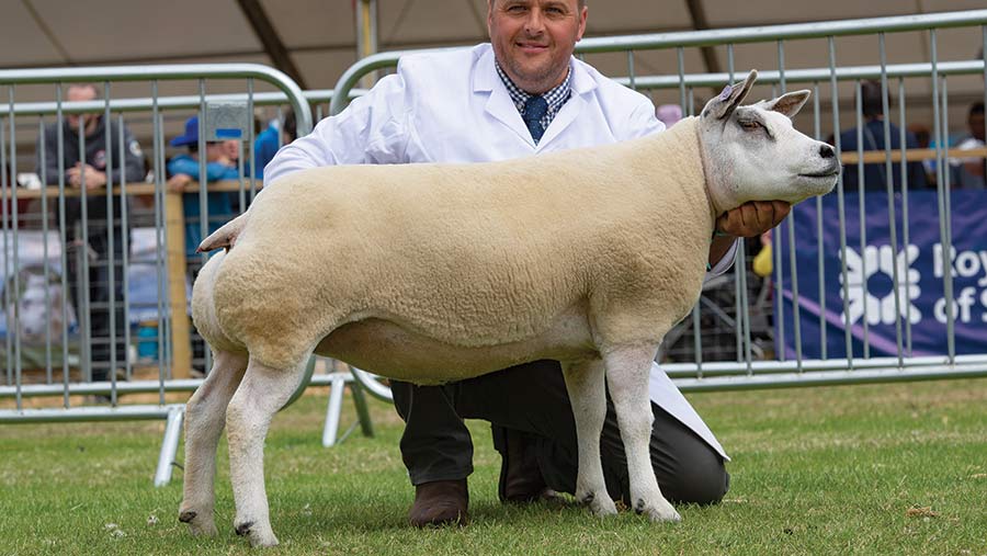 Sheep champion Royal Highland Show 2018