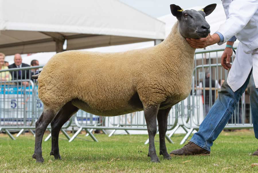 Sheep reserve Royal Highland Show 2018