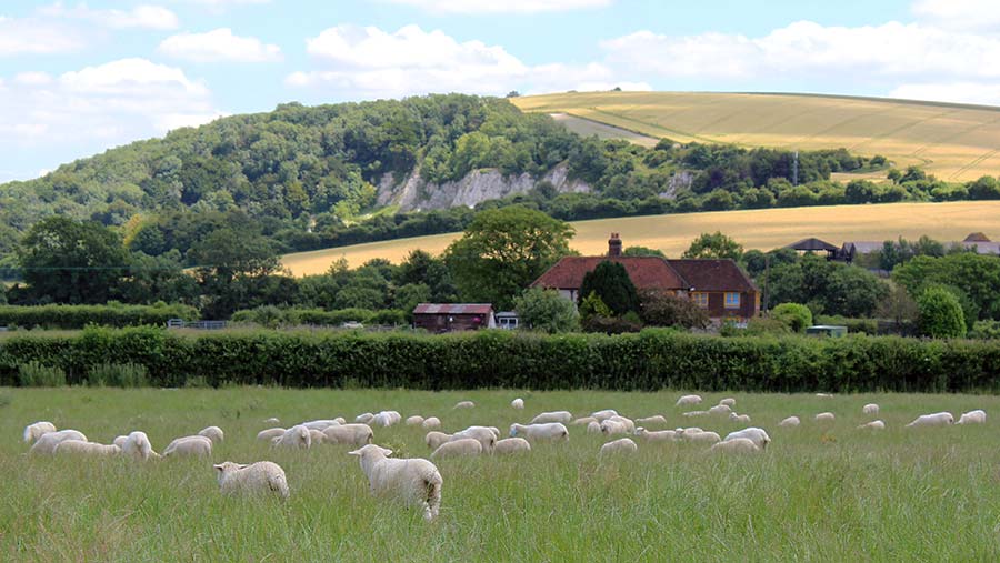 Lambs grazing on Laura Hodgkins farm in Sussex