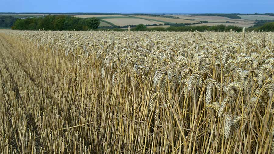 Tim Lamyman wheat harvest © David Jones/RBI