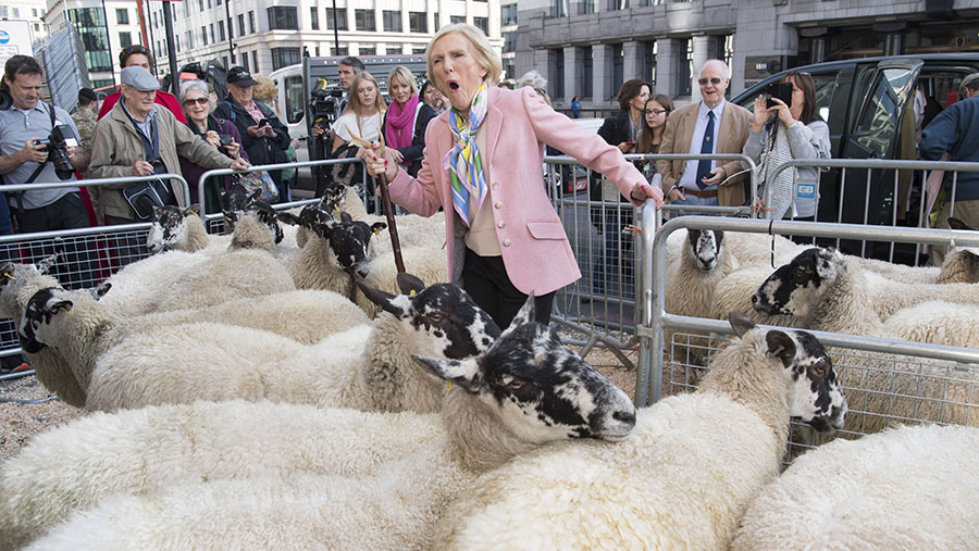 Mary Berry pulls a face as she shepherds sheep