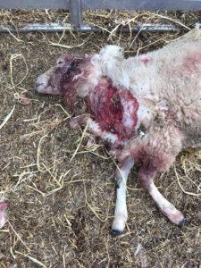 A dead sheep showing signs of having been attacked by a dog