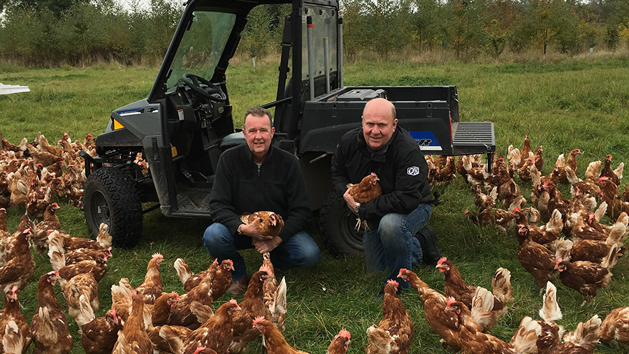 Richard and Andy Higgins surrounded by chickens