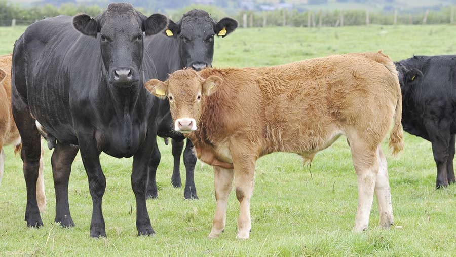 Cambrian beef cattle