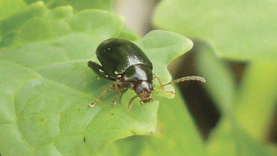 Cabbage stem flea beetle