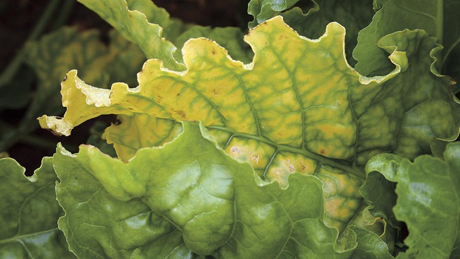 Beet infected with virus yellows
