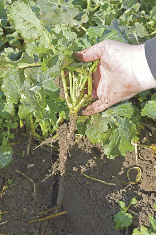 Oilseed rape roots