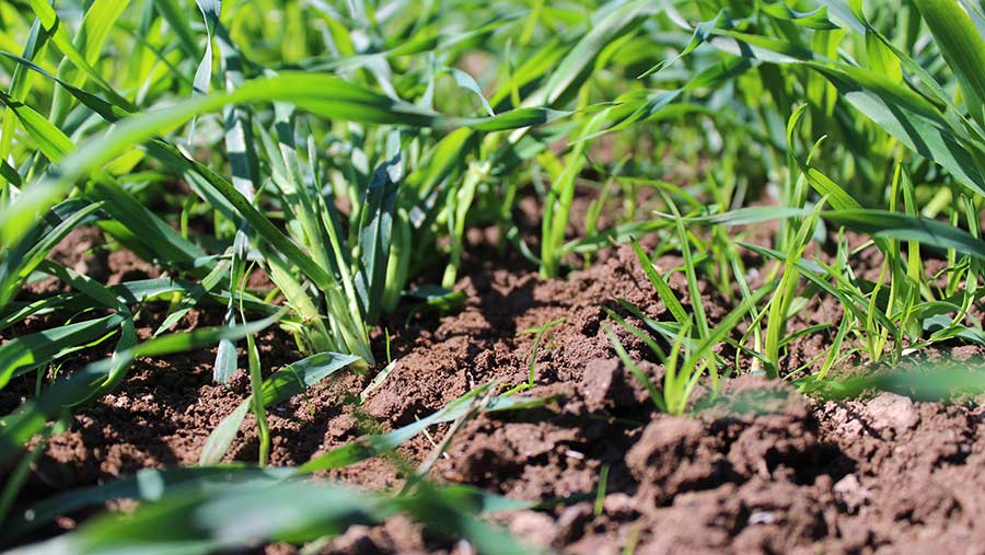 Spring barley undersown with grass at the Monitor Farm in Angus © Oli Hill