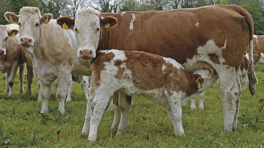 Calves suckle at beef cows