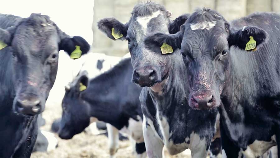 Cows in a yard