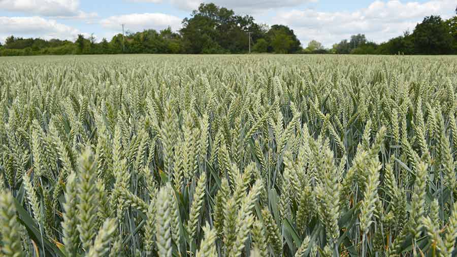 A field of Montana wheat
