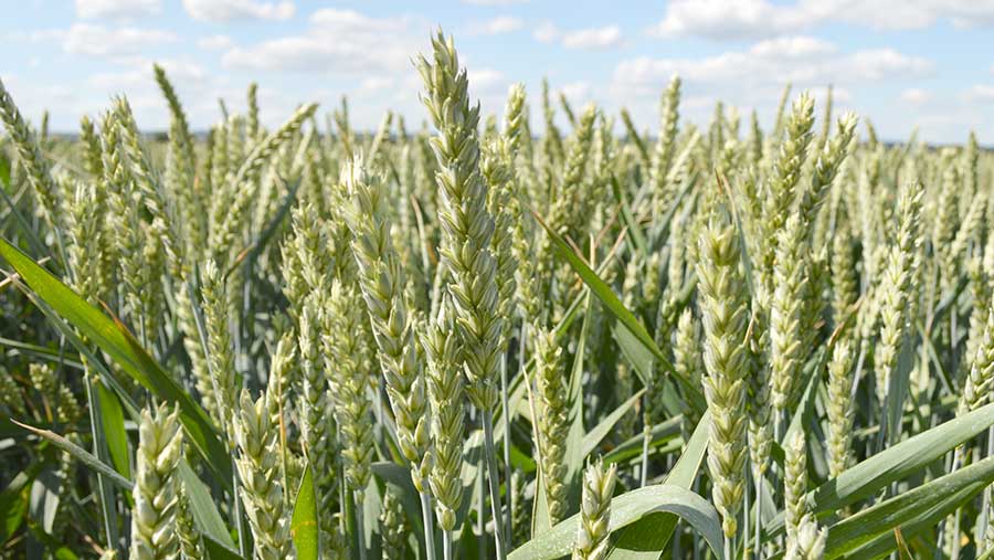 A crop of Montano high-protein wheat grows in a field