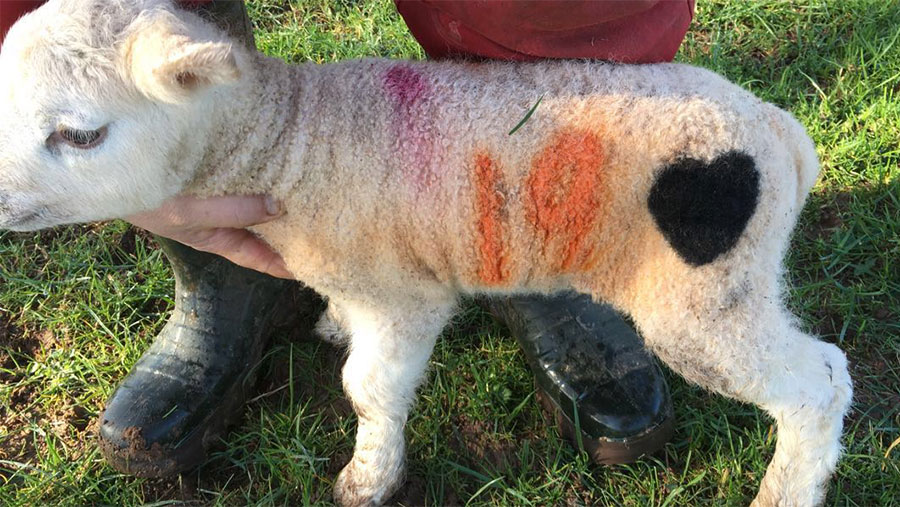 A lamb stands in a field, it has a heart-shaped marking on it