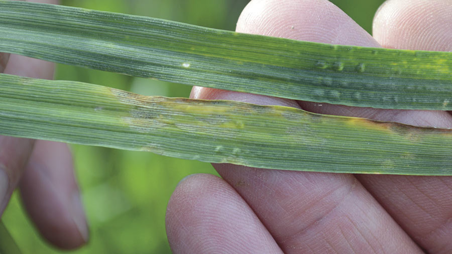 Two wheat varieties show the difference in resistance to septoria