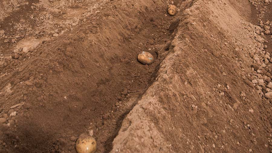 Seed potato spacing at planting can influence tuber sizes © Alan Richardson/AHDB