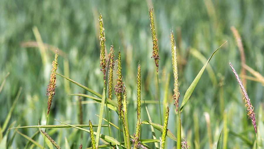 Blackgrass in winter wheat