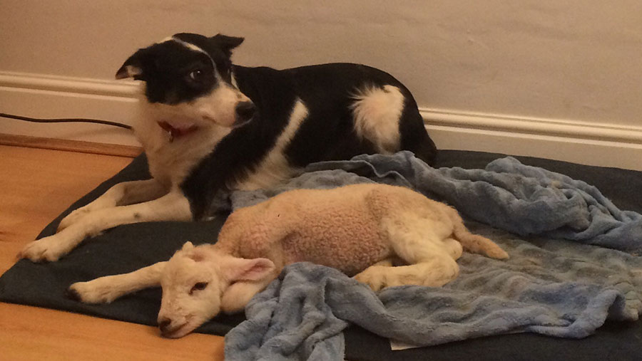 A lamb lies next to a dog on bedding