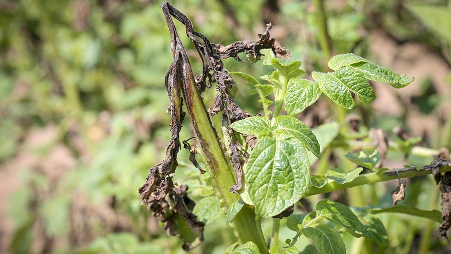 potato blight