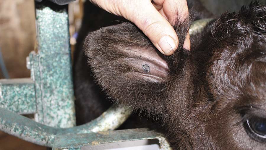 A hand holds the ear of a calf looking for the right spot to insert an ear tag