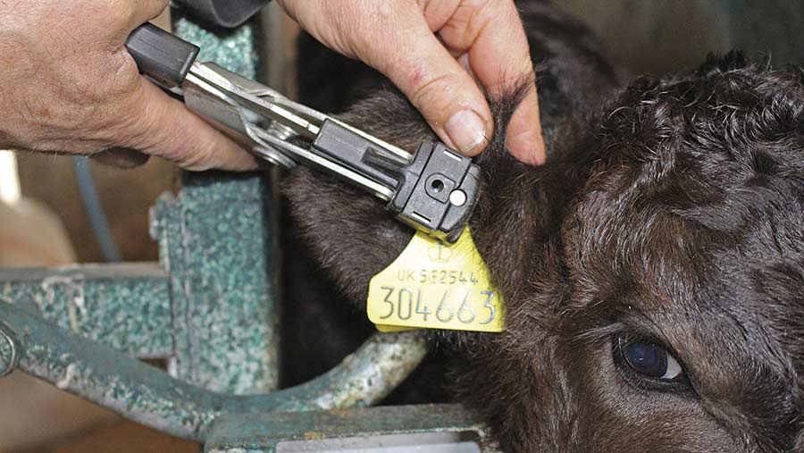 A tag inserted into a calf's ear with an applicator 