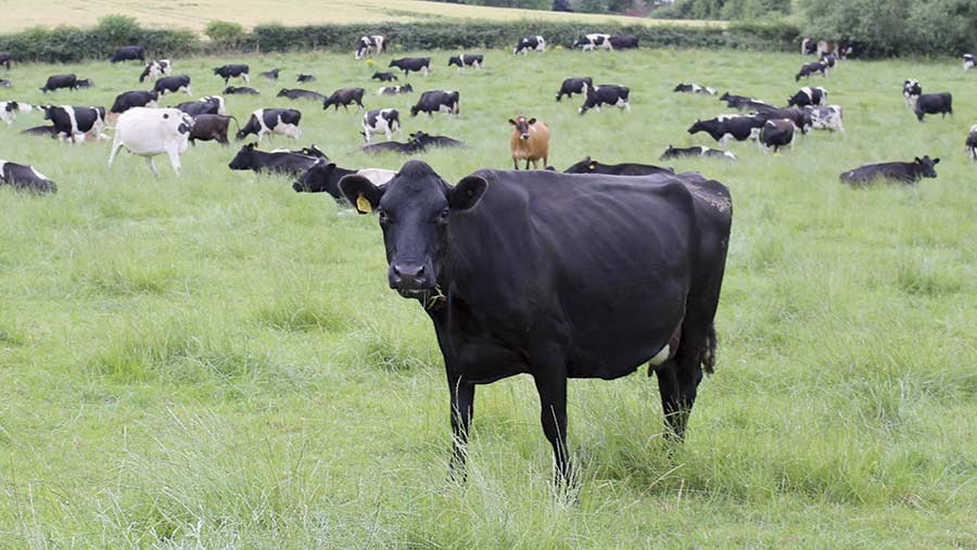 A herd of dairy cows