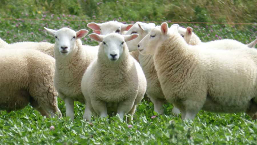 Lambs are forage-only finished with as little concentrate as possible after a 14 week weaning on to lambs red clover leys © Michael Priestley