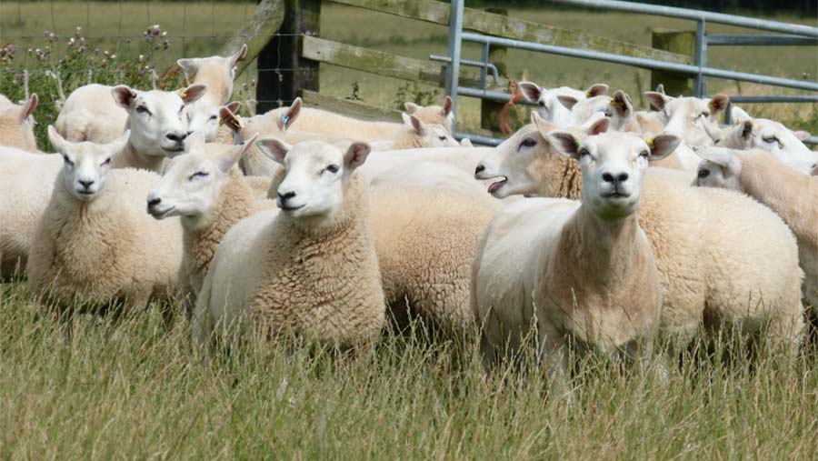 Lleyn sheep were chosen at View Law for the organic, low input system and now number around 1,750 head © Michael Priestley