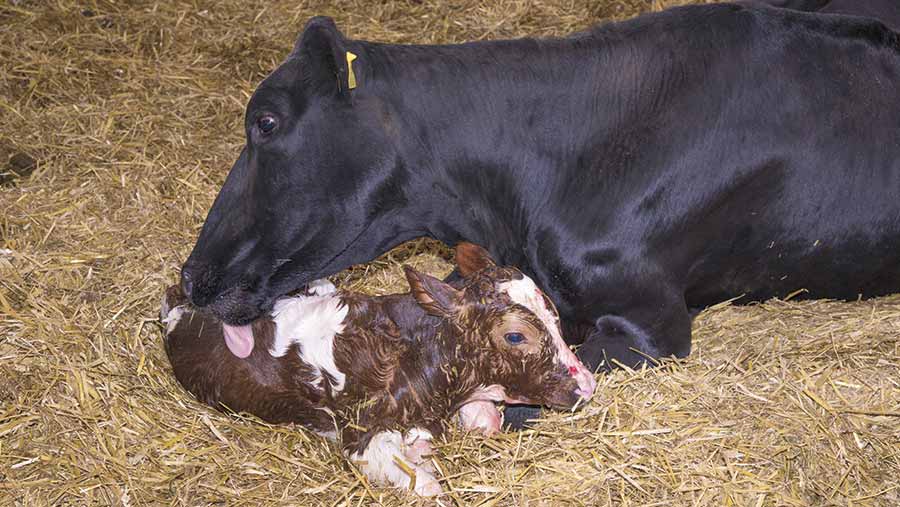 Newborn calf and cow