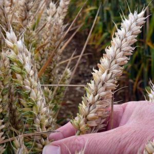 Motown winter wheat variety