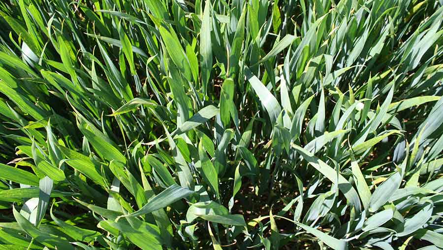 Sundance winter wheat variety