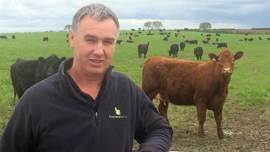 Beef cattle help improve soil health on Nottinghamshire arable farm ...